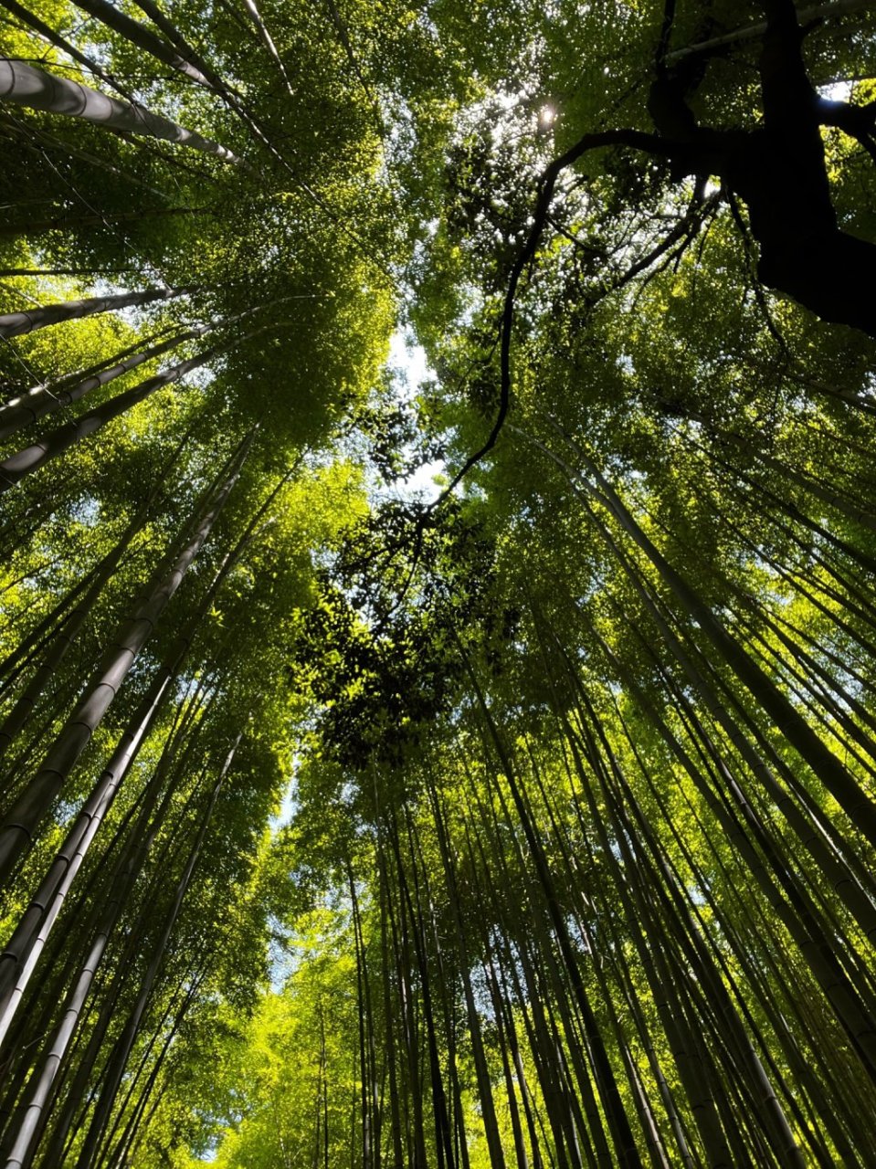 explore the bamboo forest