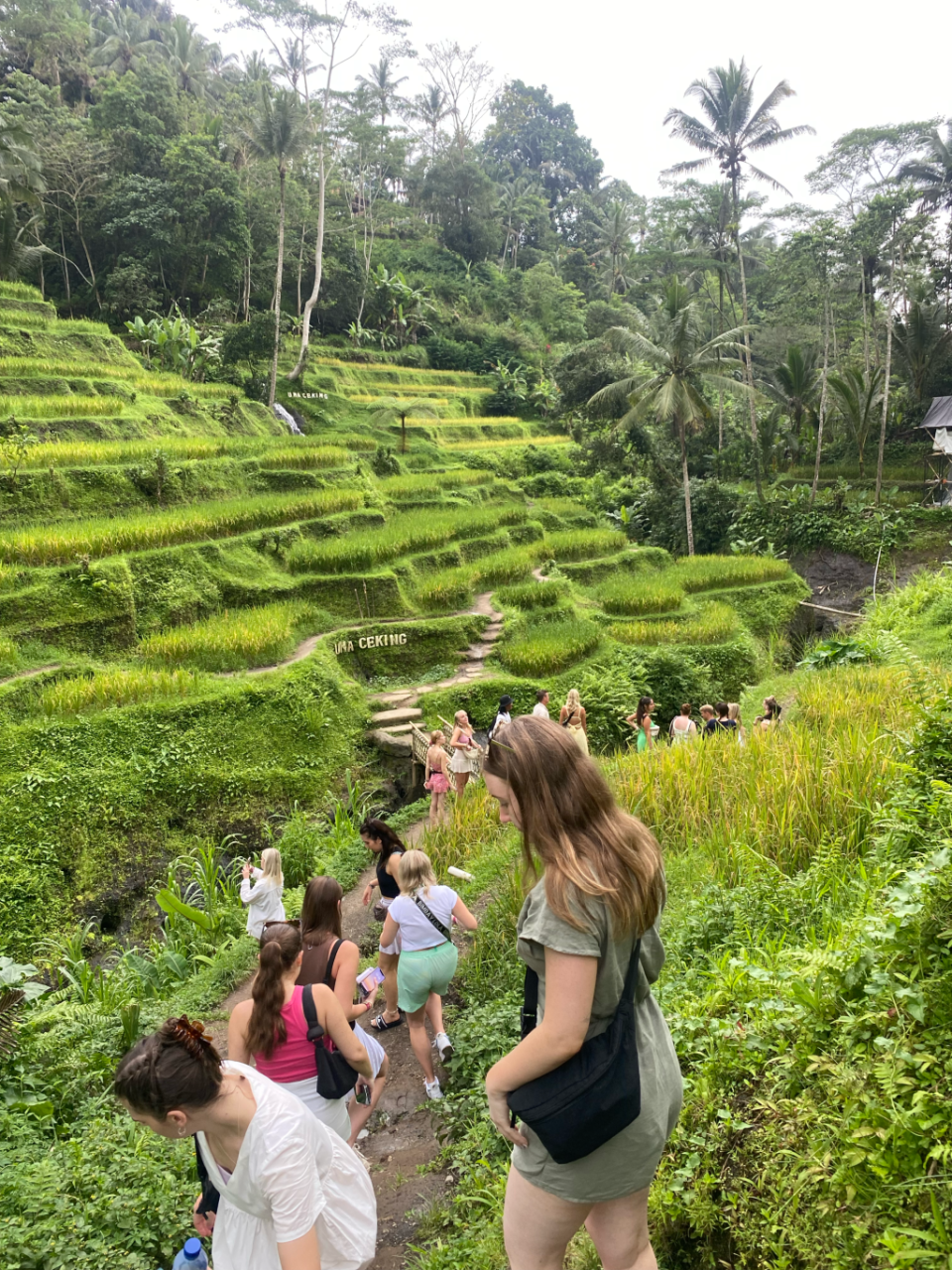 ubud rice terraces