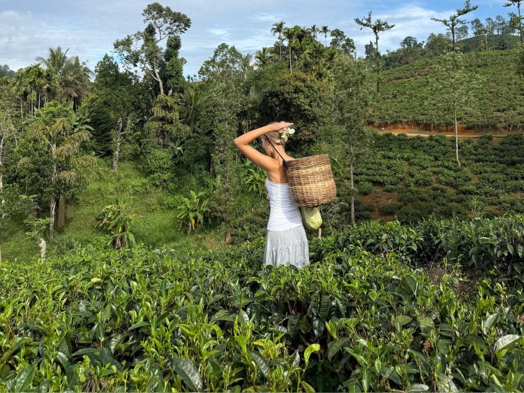 tea leaf picking & tasting